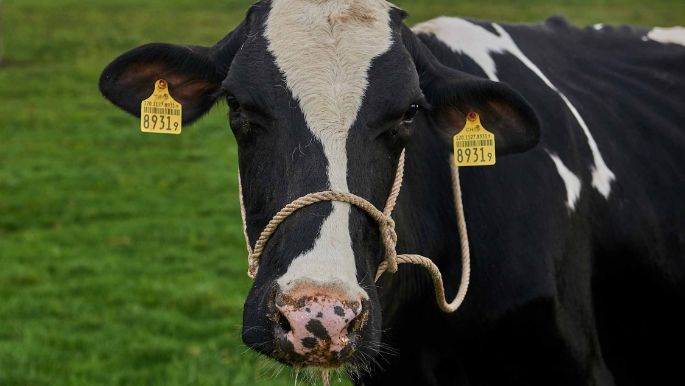 Weidhof, Christian Hitz, Untersiggenthal_Kuh_Portrait