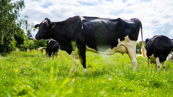 Hof_zur_Linde_Stuber_Attiswil_Kuh