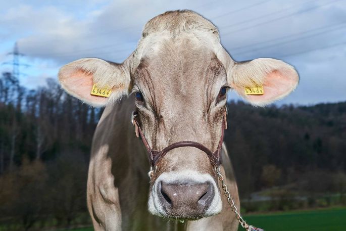 Chleehof, Beat Zimmermann-Knecht, Fisibach_Kuh_Portrait_2