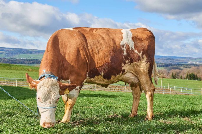 Sädelhof, Thomas und Jan Bühlmann-Scheidegger, Berikon_Kuh_Ganzkörper_2