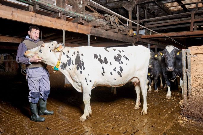 Feldhof, Simon Frauchiger, Oftringen_Stall