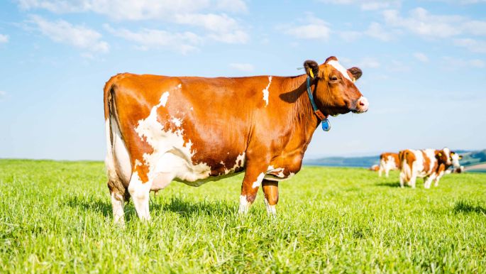 Steig_Bachmann_Niederweningen_Kuh