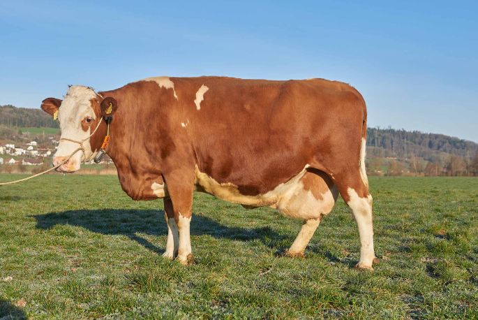 Surenmatte, Wendelin Wyss-Häfliger, Triengen_Kuh_Ganzkörper