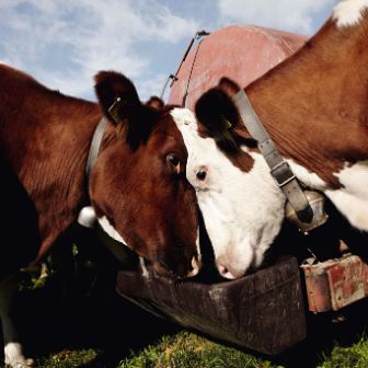 farmers-cows-drinking