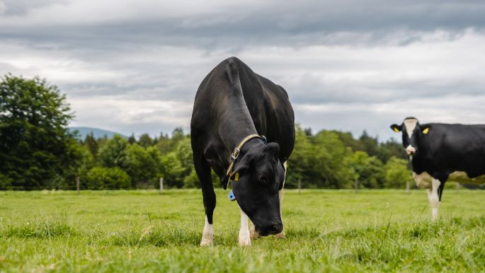 Fiechter Holstein_Fiechter_Graben_Kuh