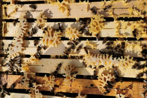 publikumsliebling-bienenvoelker-bienen-image
