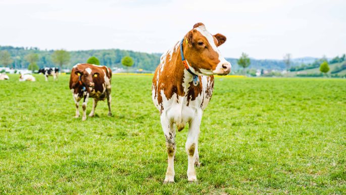 Holderhof_Vogt_Lupfig_Kuh