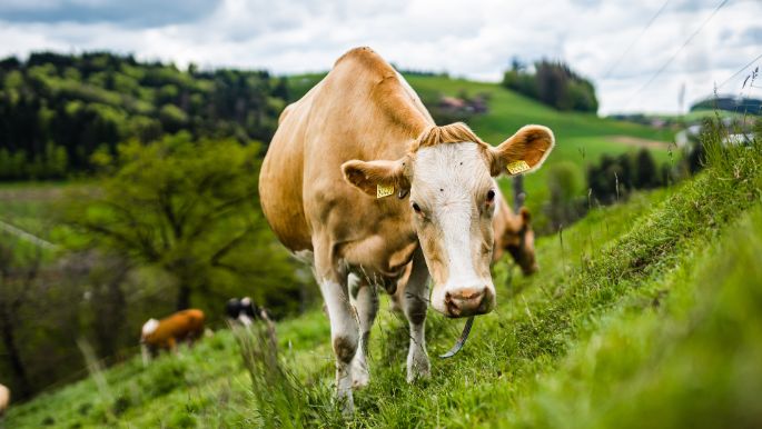 Duersgraben_Haenni_Oberscherli_Kuh-2