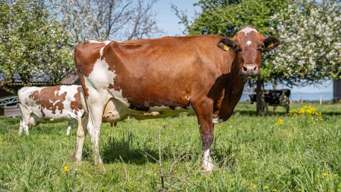 Hof Spych_Decrausaz_Oschwand_Kuh