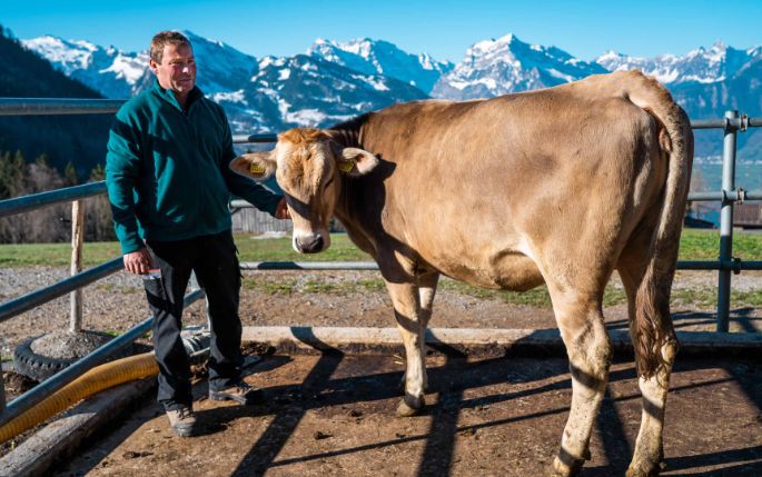 Weisstannen_Buesser_Amden_Kuh