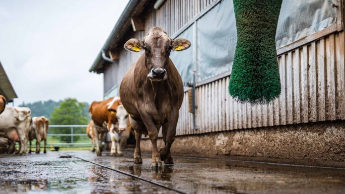 Büelhof_Trutmann_Riedikon_Kuh1