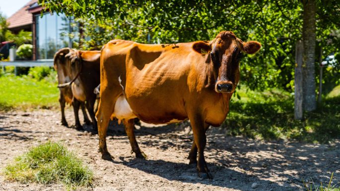 Erlenhof_Wyss_Hessigkofen_Kuh