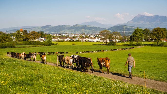 Lügisingen_Bühlmann_Rothenburg_Arbeit