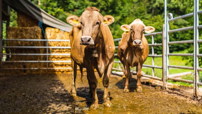 Hof_Matt_Bolliger_Schmiedrued_Kuh