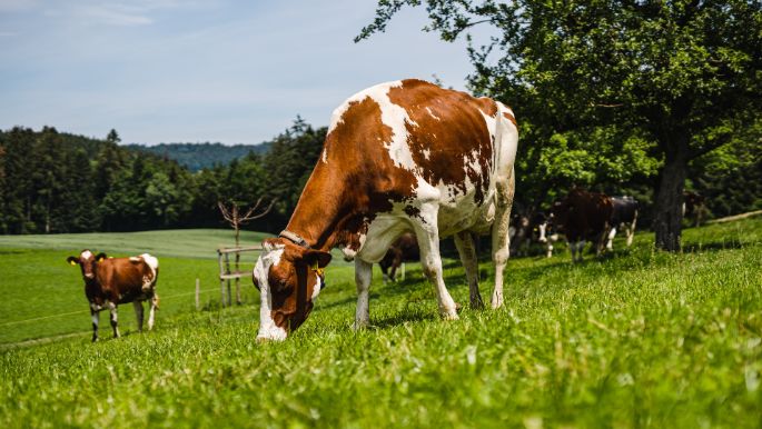 Familie_Moser_Moser_Mittelhaeusern_Kuh