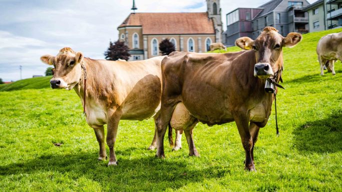 Aescher-Oberkarren_Kälin_Bennau_Kuh_2