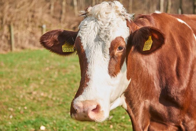 Kaltenbrunnenhof, Peter Ulrich, Trimbach_Kuh_Portrait_2