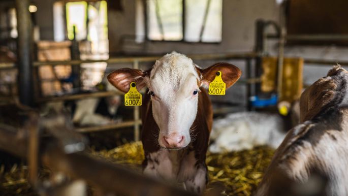 Harüti_Bill_Hirzel_Stall