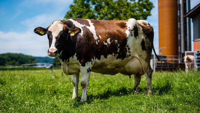 Bunnau_Burkart_Meerenschwand_Kuh