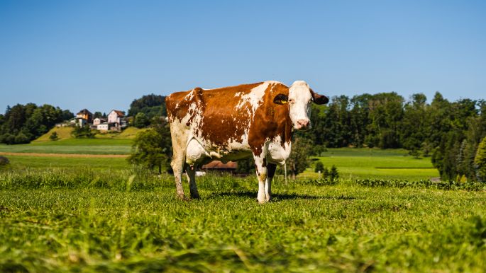Feldhof Wiederkehr_Wiederkehr_Gontenschwil_Kuh