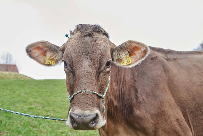 Hof Alter, Roland Kamm, Filzbach_Kuh_Portrait