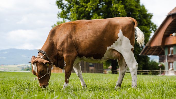 Bigler Innerdorf_Bigler_Mamishaus_Kuh