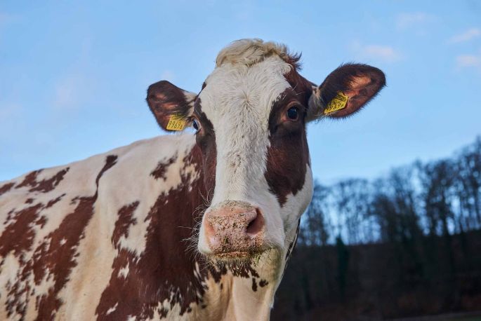 Steiacherhof, Thomas Zimmermann, Fisibach_Kuh_Portrait_2