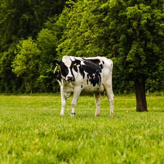 Hof Luder_Luder_Oftringen_Kuh