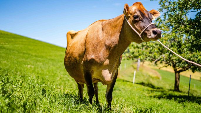 Obere_Scheuerzelg_Neuenschwander_Oeschenbach_Kuh