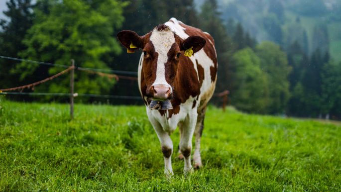 Seileren_Nyffeler_Gondiswil_Kuh