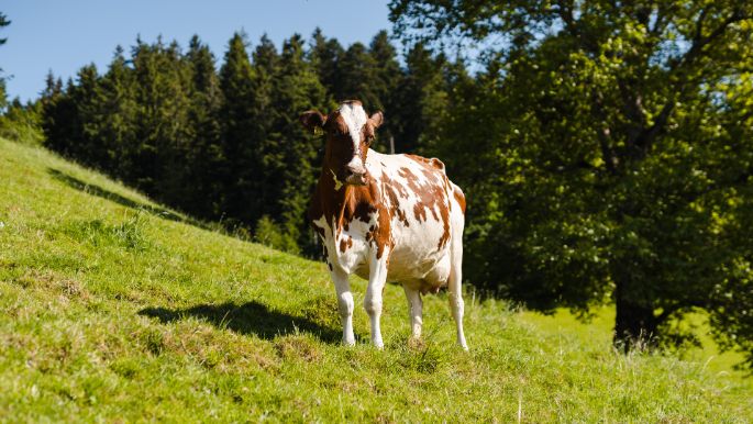 Kasern_Ryser_Heimiswil_Kuh