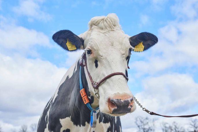 Püntenmas, Remo Stierli, Birmensdorf_Kuh_Portrati_2