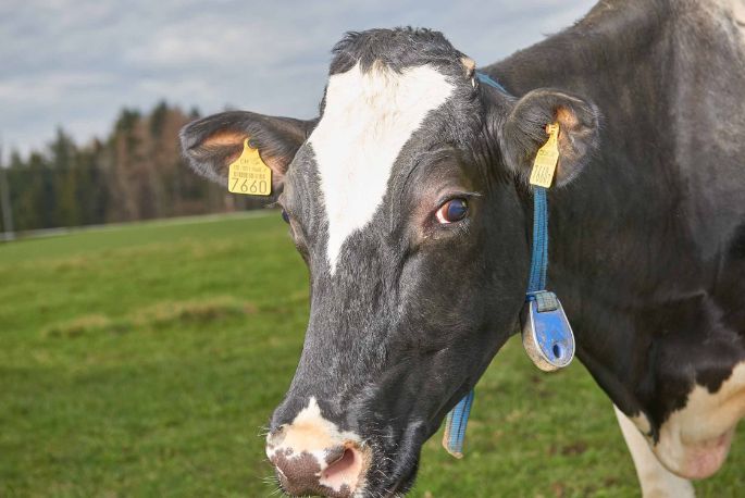 GG Näf, Thomas Näf, Buttwil_Kuh_Portait