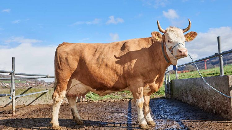 Hof Keller, Fritz Keller Jun. , Niederweningen_Kuh_Ganzkörper