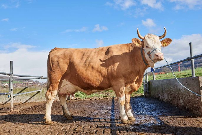 Hof Keller, Fritz Keller Jun. , Niederweningen_Kuh_Ganzkörper