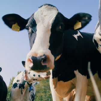 stories-bauernbotschafter-sandmeier-text-image-02