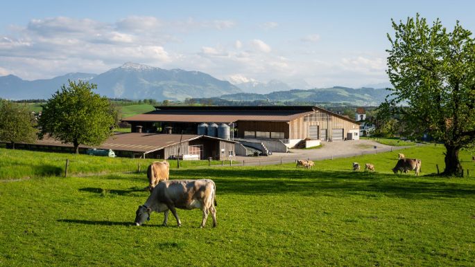 Stehli_Stehli_Maschwanden_Hof
