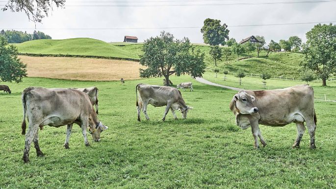 Miltenhof_Ebnöter_Feusisberg_Kuh