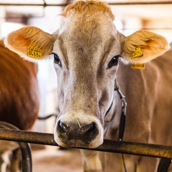 Bauernbotschafter Familie Schmid_LU_Text Image_3