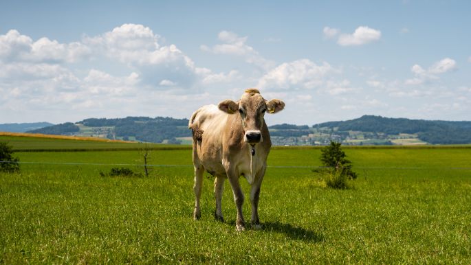 M?hlehof_Gauch_Bettwil_Kuh