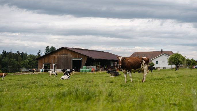 Fiechter Holstein_Fiechter_Graben_Hof