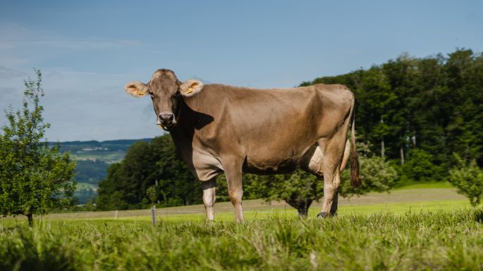 Fohrenhof_Felder-R?ttimann_Kleinwangen_Kuh-2