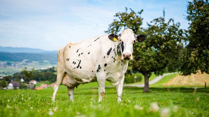 Lindenhof_Huber_Unterlunkhofen_Kuh