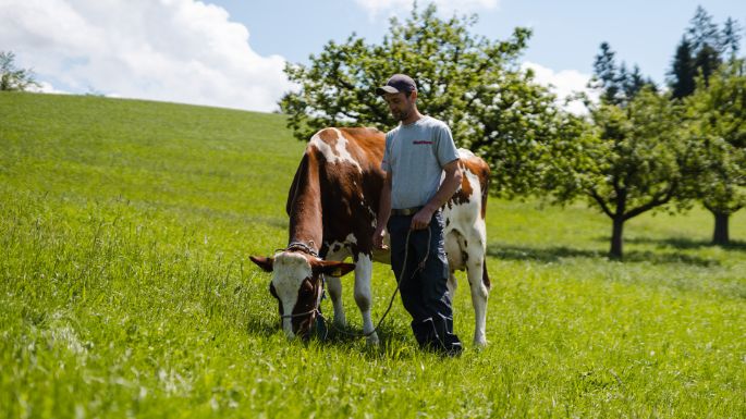 Heiniroth_Habegger_Gr?nen_Kuh