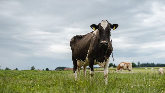 Hinterfeldhof_Ingold_Rothenbach Herzogenbuchsee_Kuh