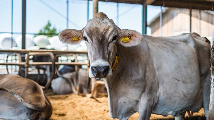 Hof-Heer_Heer_Ebertswil_Kuh1