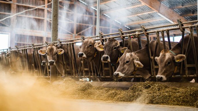 Hof-Heer_Heer_Ebertswil_Kuh2