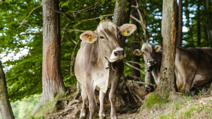 Hof Sommer_Oberer Glasbach_Rohrbachgraben_Kuh