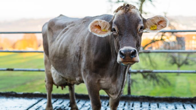 Hofmatt_Kaufmann_Nottwil_Kuh