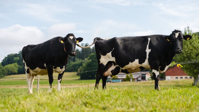 Im Feld_Frei_Freudwil_Kuh